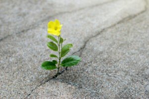 Aprenda a ser resiliente.